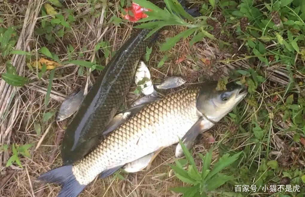 夏季野钓草鱼的方法，多次垂钓总结的经验