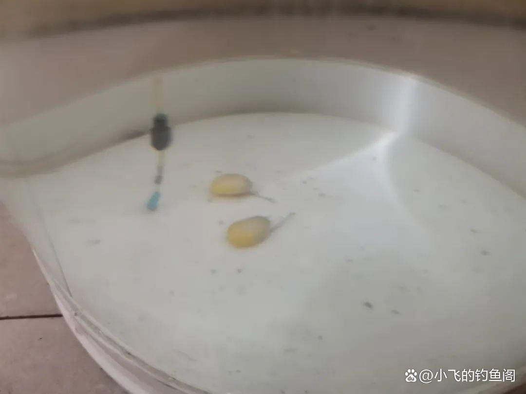 野钓草鱼如何正确调漂？2种超简单的调法，一看就学会！