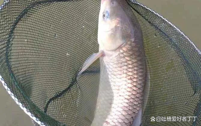 钓草鱼的温度多少合适？