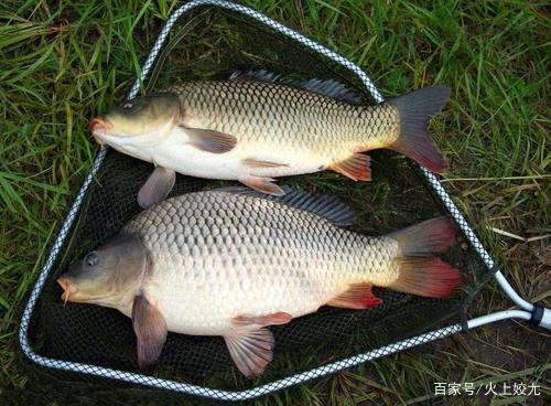 野钓老司机告诉你，钓到第一条鲤鱼后如果离开钓点损失就大了