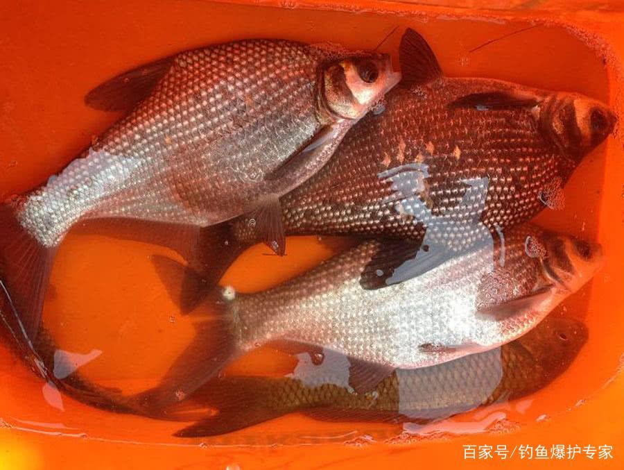 鳊鱼怎么钓？用什么饵料最好钓？